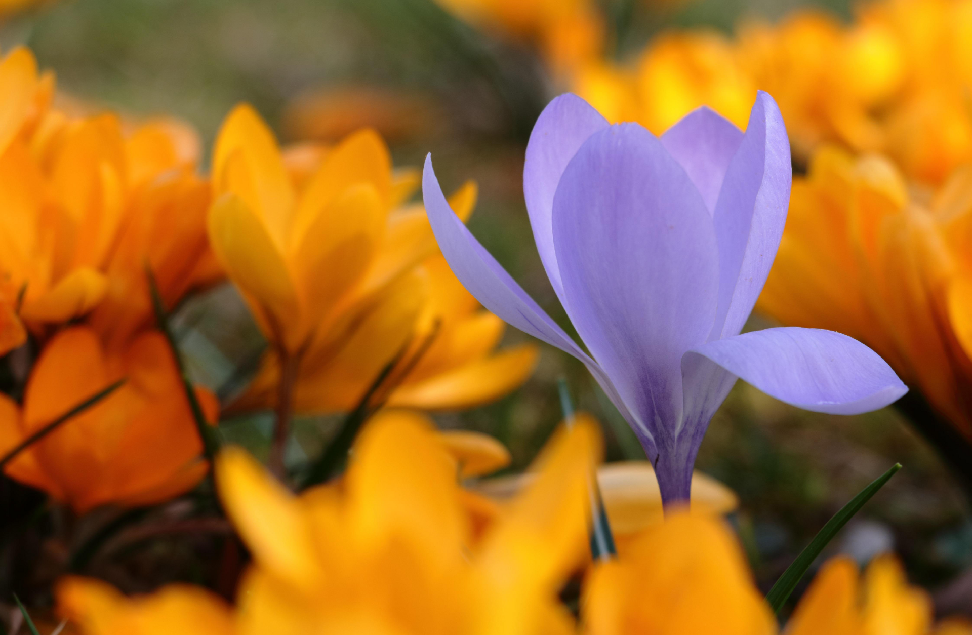 Fruehlingskonzert_2026